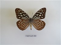 藏品(旖斑蝶)的圖片